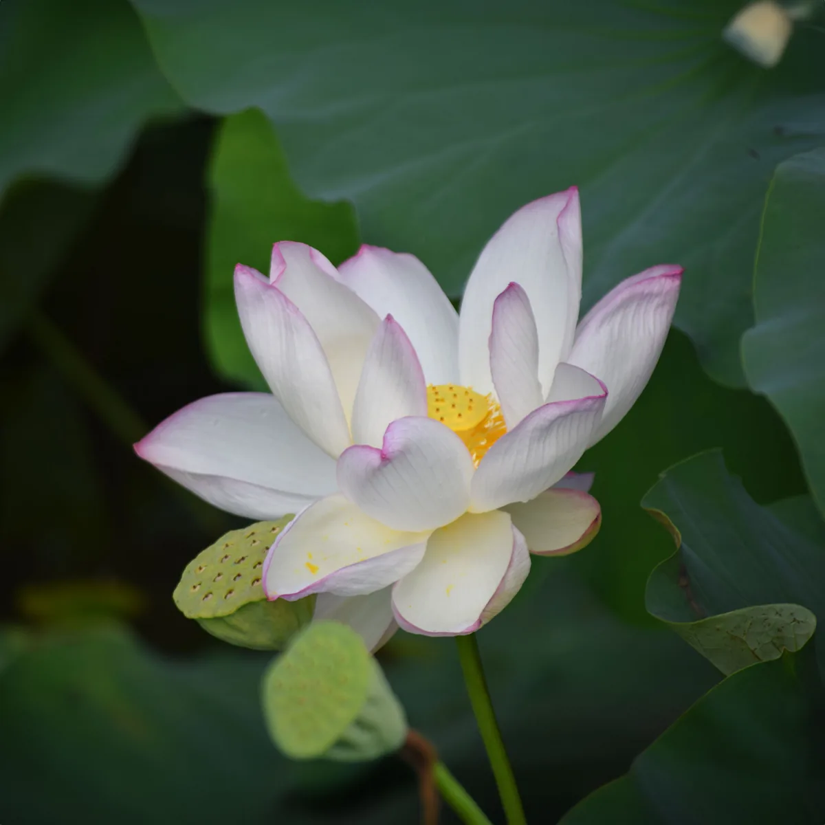 あけぼの山公園 水生植物園のハスの花