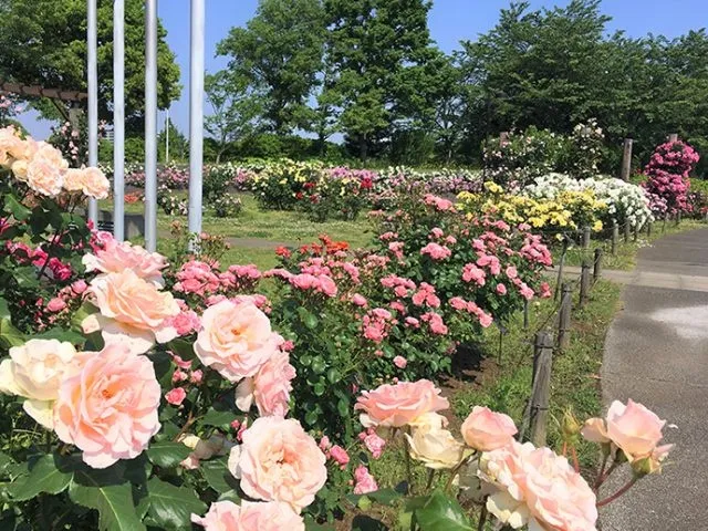 Bゾーンのバラ園に咲くピンクのバラ