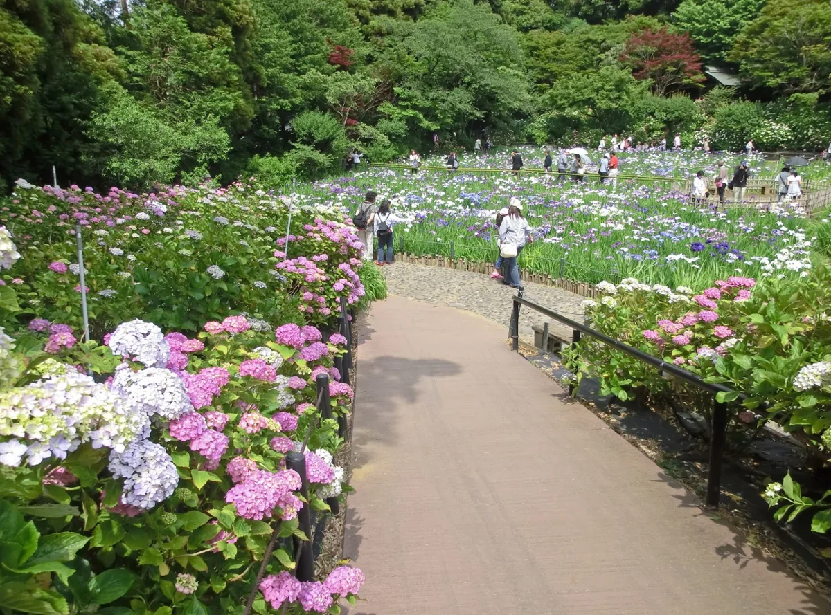 本土寺の太鼓橋とあじさい