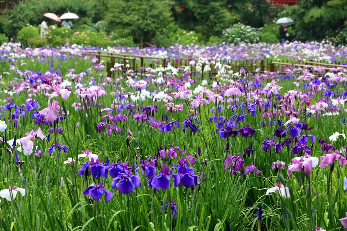 本土寺の花菖蒲