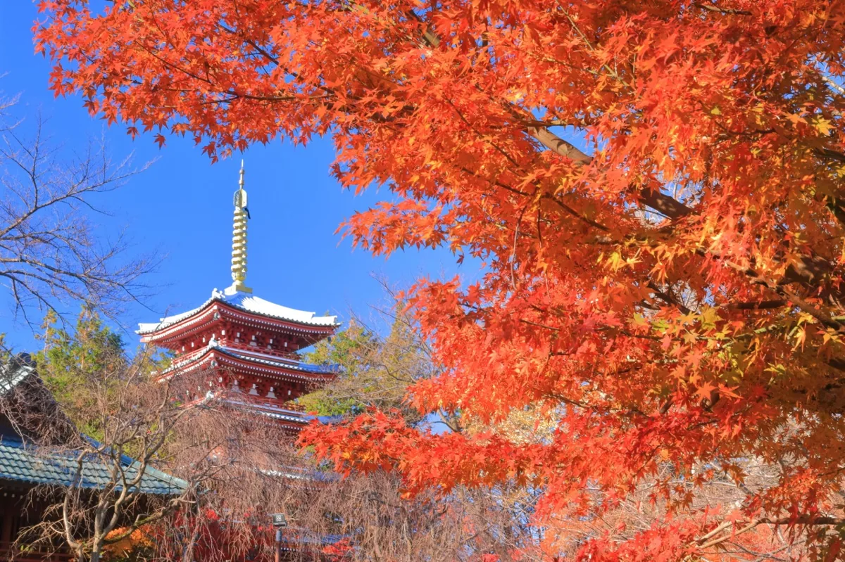 本土寺の秋の紅葉