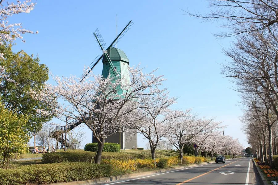 霞ヶ浦総合公園の風車と桜