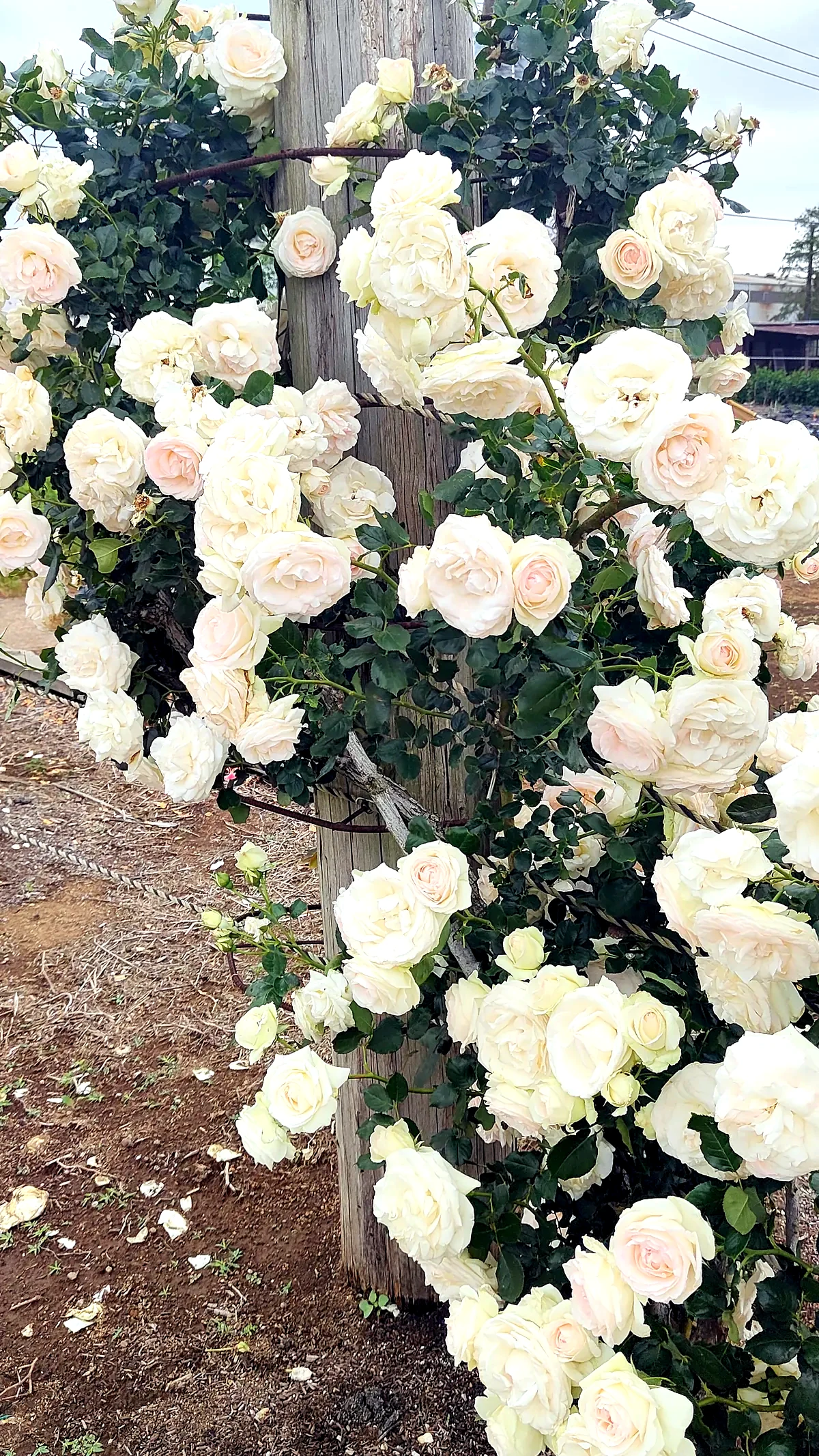 ハニーブーケなどの花つきの良い品種