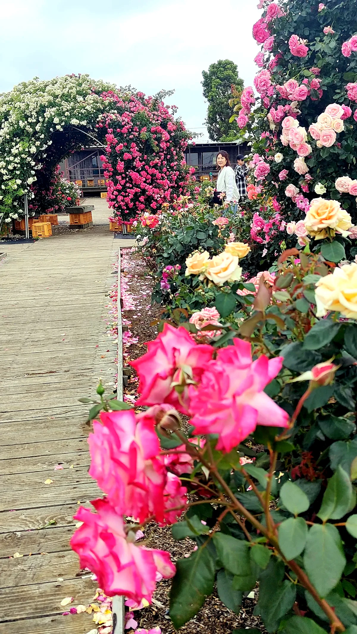 咲き誇るバラの花
