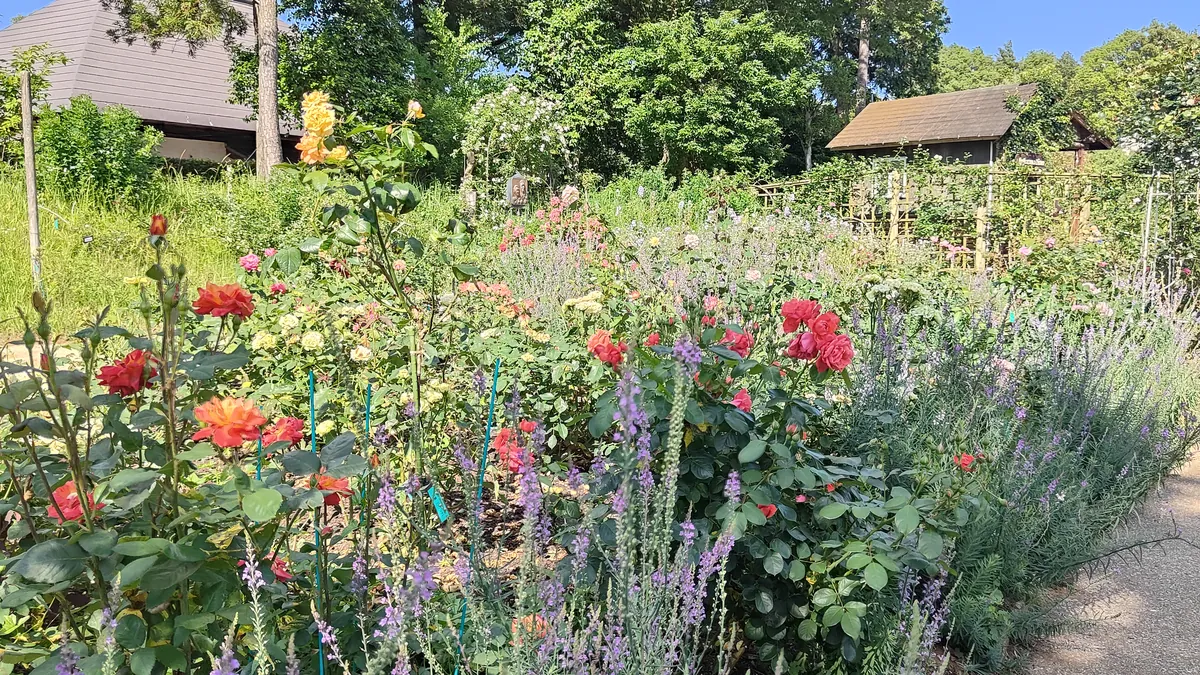 色とりどりの草花の花壇