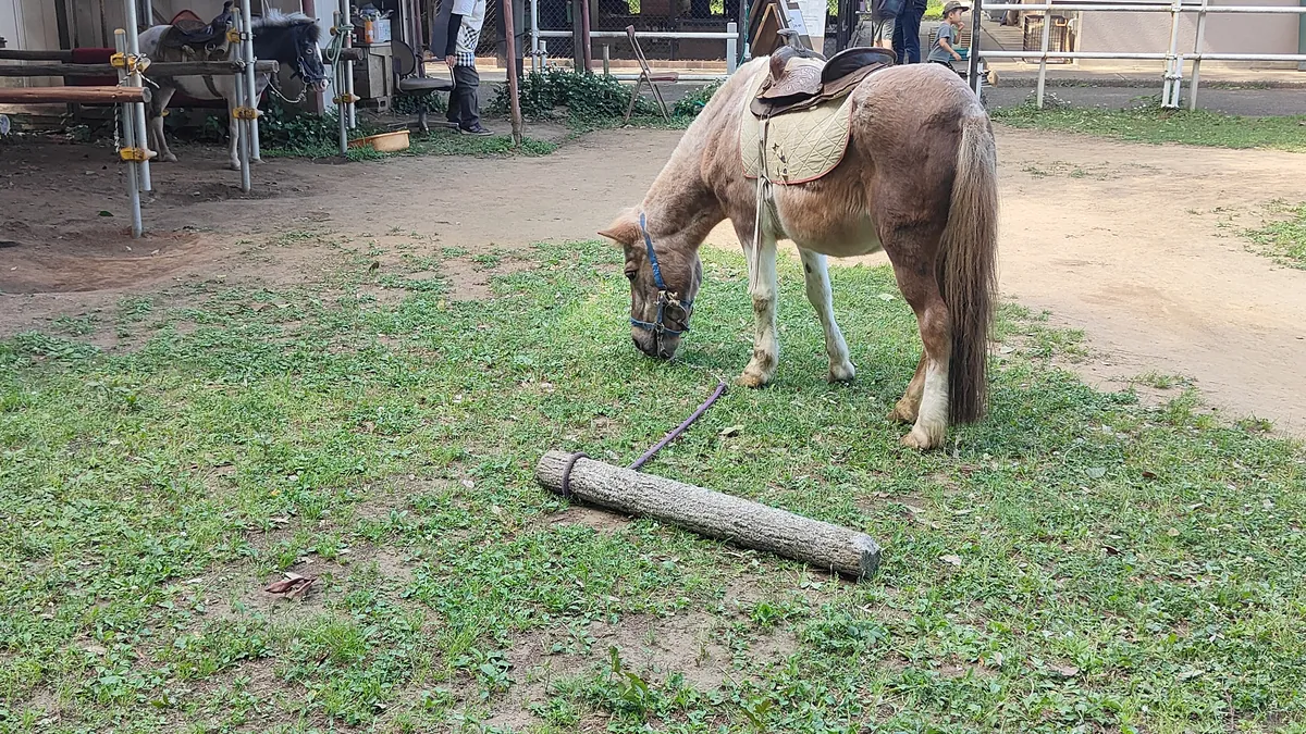 ポニー乗馬