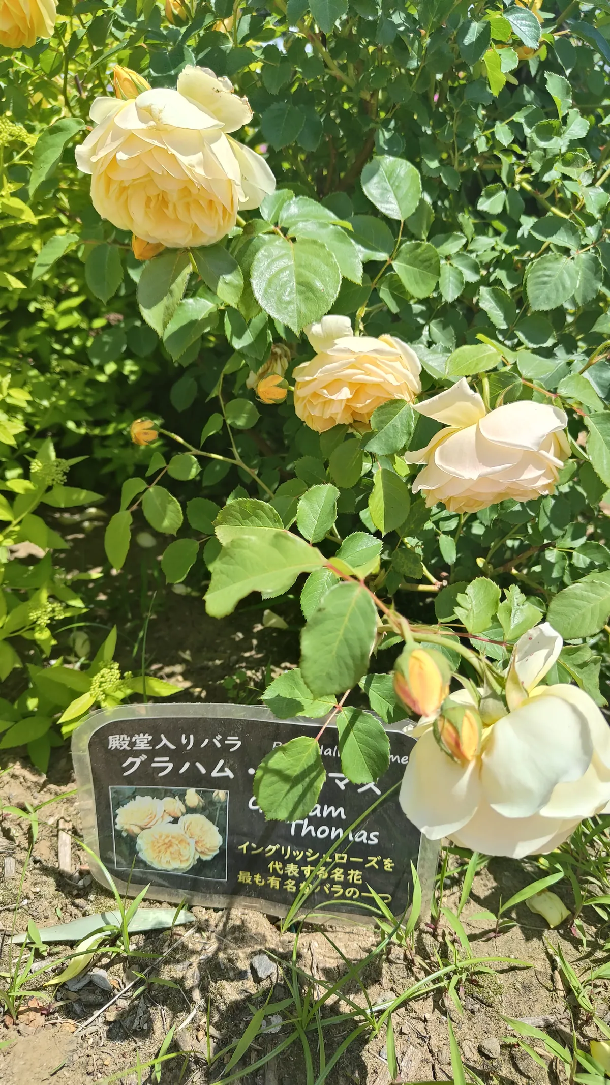 黄色いバラ