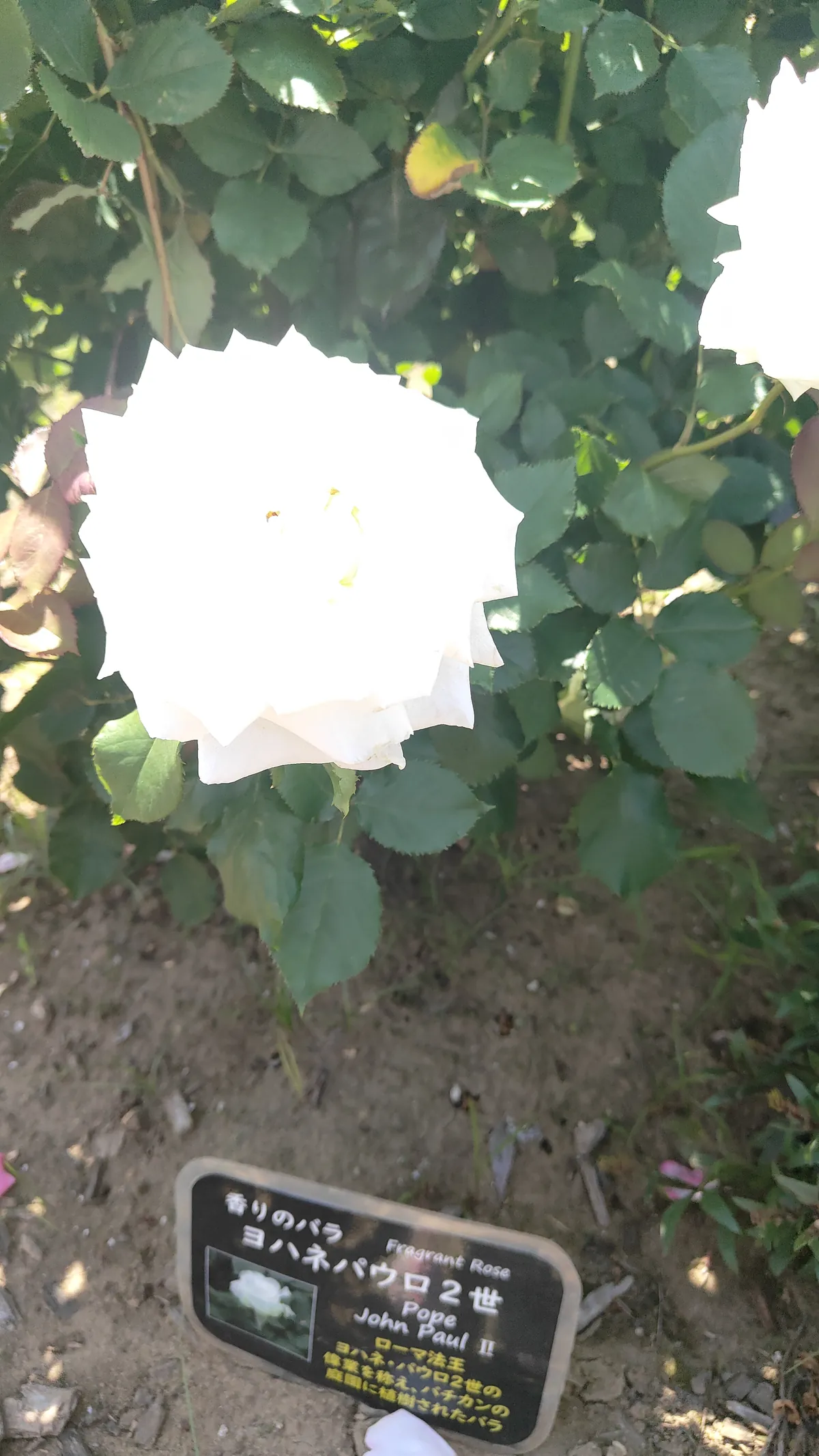 黄色の花クローズアップ