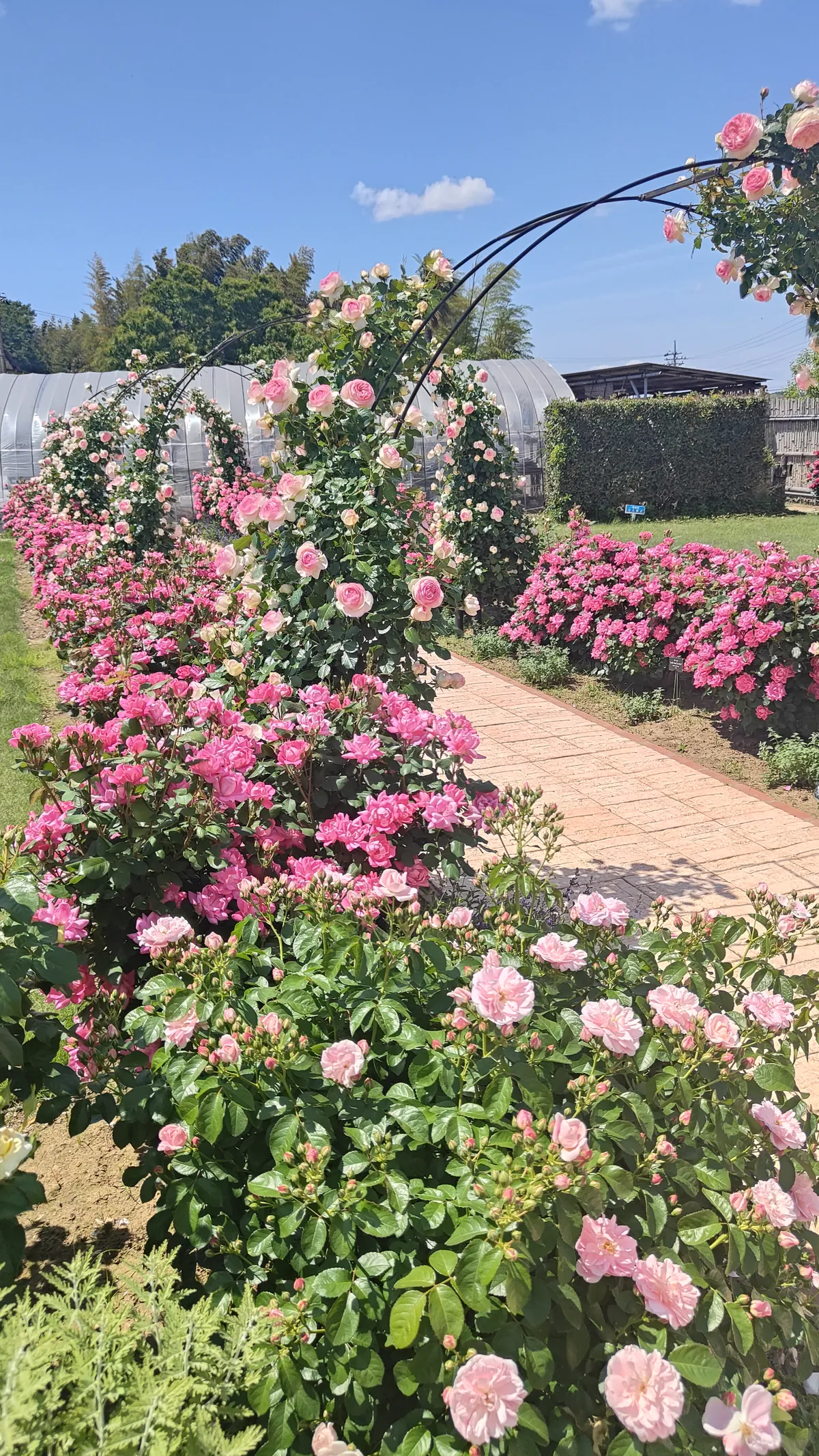 園内の花畑全景