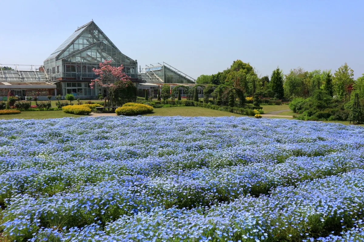 清水公園 花ファンタジアの花畑
