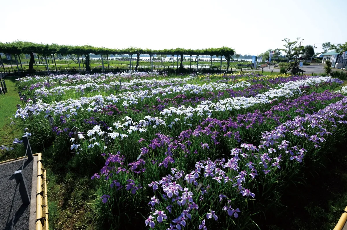 水郷佐原あやめパークの木道と花菖蒲